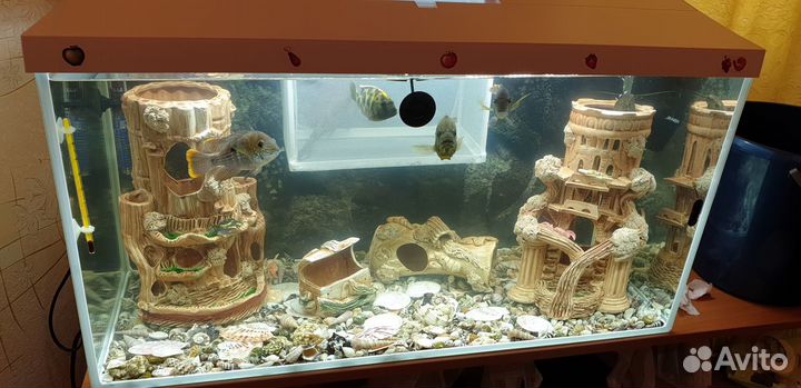 Аквариум