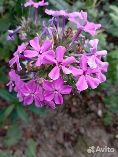 Флоксы многолетние