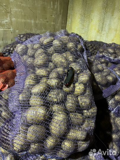 Картофель оптом от 2-х тонн