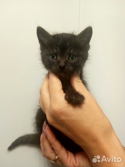 Кошка в дар