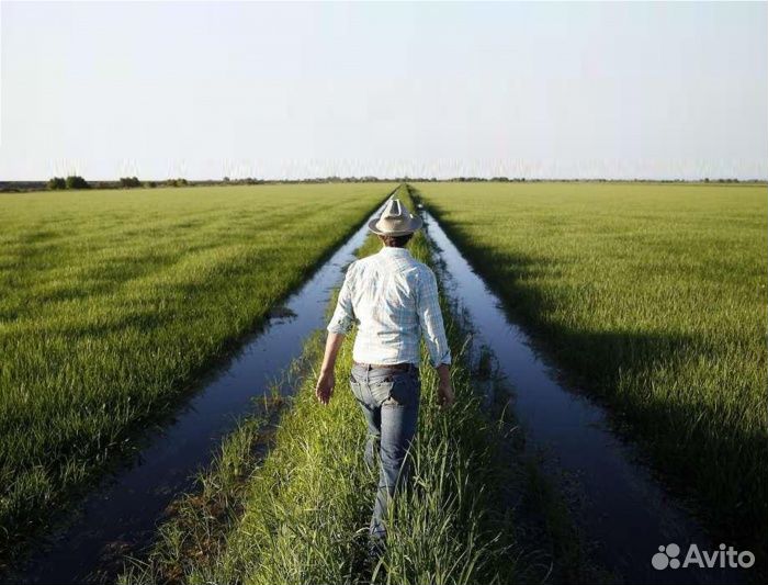 Агроном(Культура Рис,Подсолнечник)