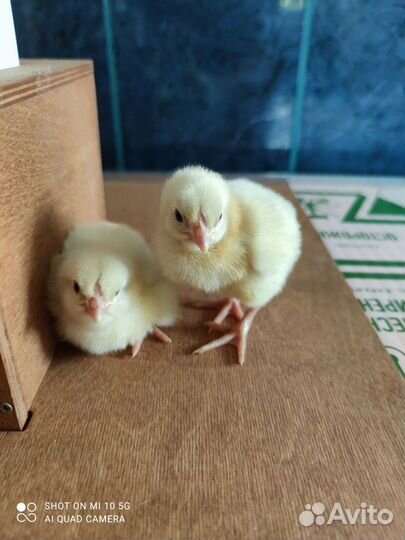 Цыплята под заказ