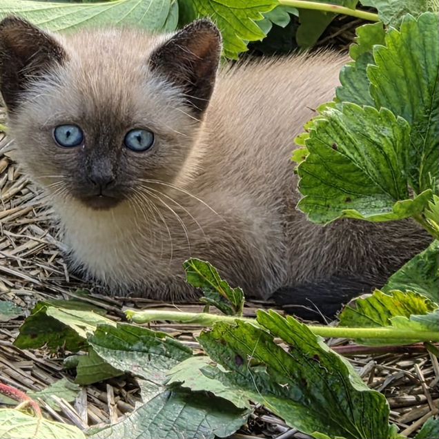 Котёнок в добрые руки