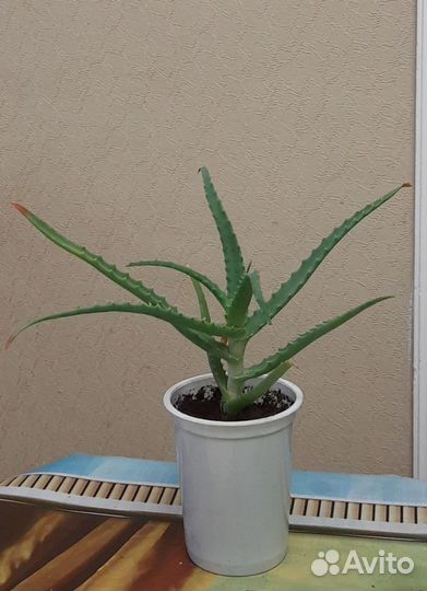 Алоэ лечебное древовидное