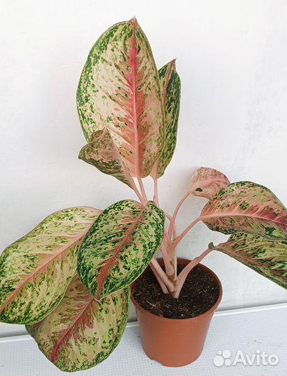 Аглаонема 10 карат