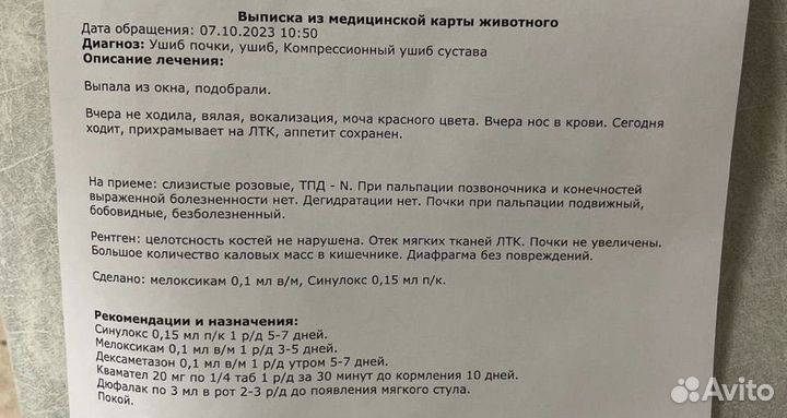 Кошечка в добрые руки