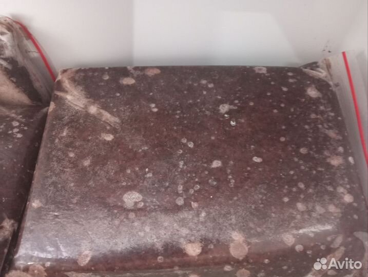 Артемия замороженная