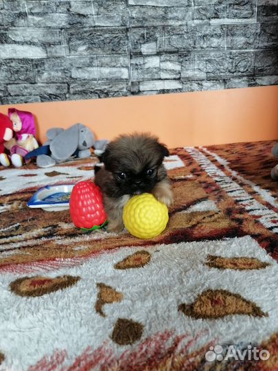 Щенки пекинеса