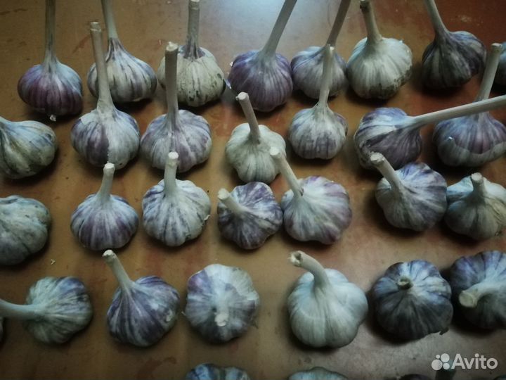 Чеснок озимый
