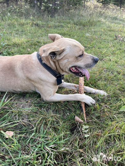 Пёс в добрые руки