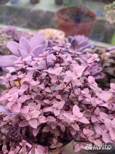 Каллизия розовая