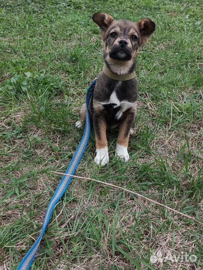 Собаки бесплатно