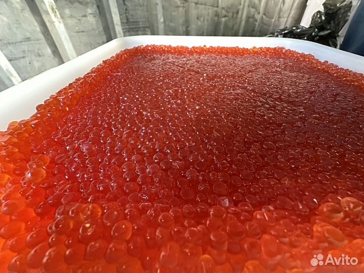 Красная икра опт