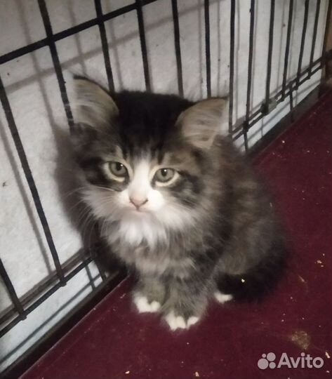 Шикарные котики