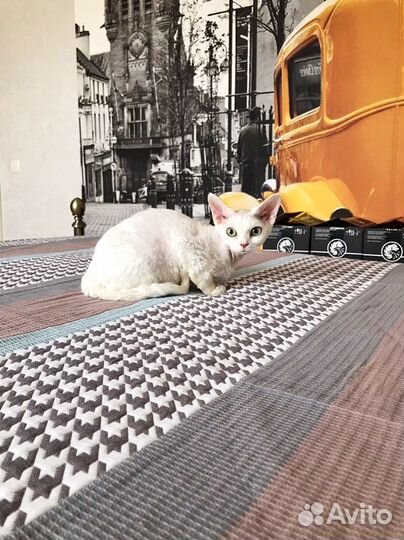 Белые девочки