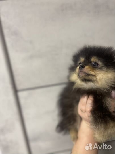 Щенки шпица мини