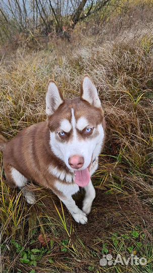 Сибирский хаски вязка