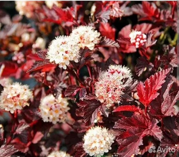 Пузыреплодник калинолистный Леди Ред саженцы