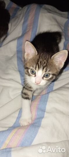 Котята в добрые руки 1 месяц