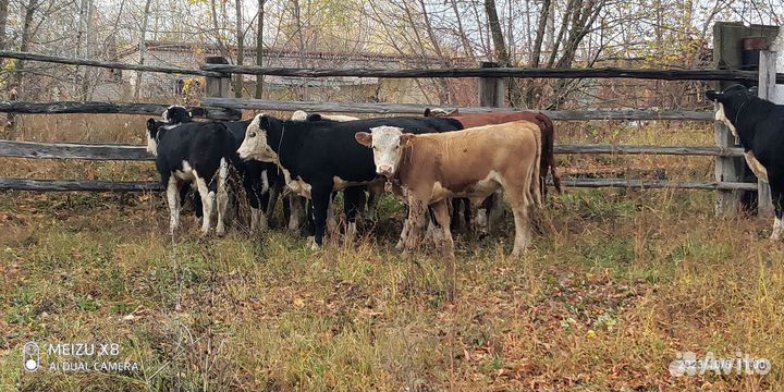 Герефорд, сименталл бычки
