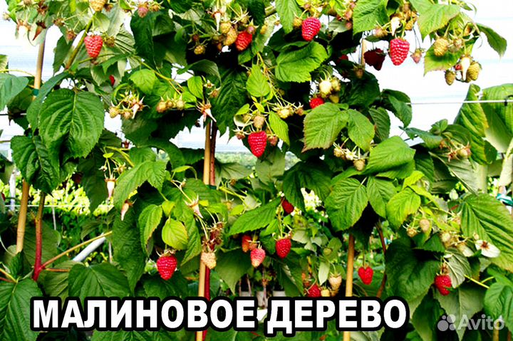 Малиновое дерево