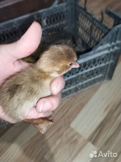 Мускусные утята суточные