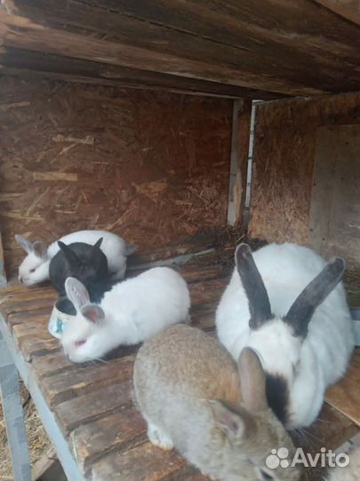 Кролики мясных пород