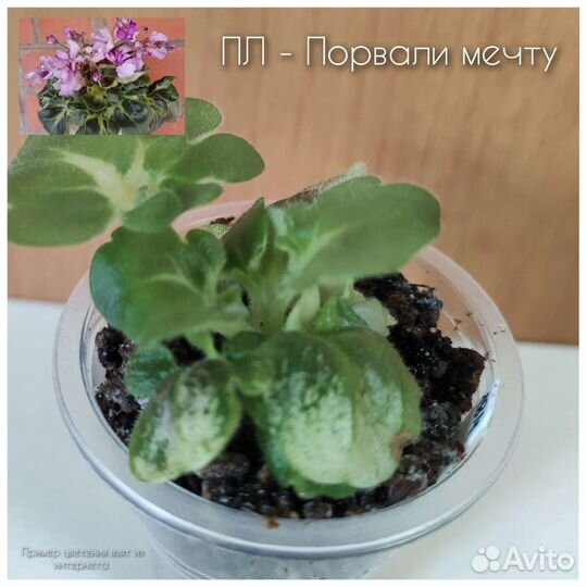 Детки сортовых фиалок