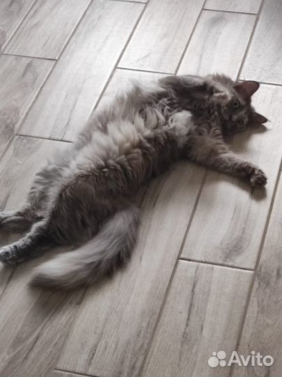 Кошка Стеша