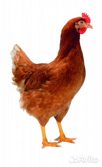 Инкубационное яйцо несушек