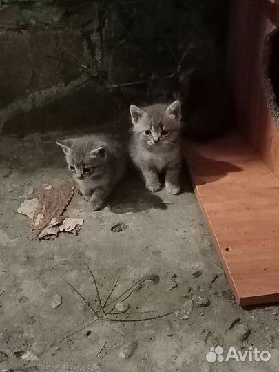 Котята в добрые руки бесплатно