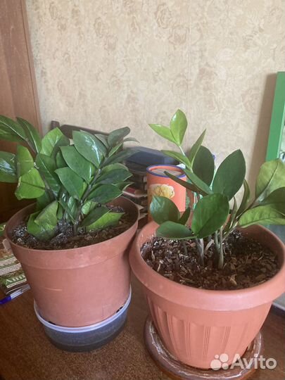 Замиокулькас