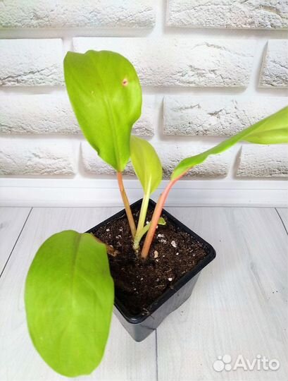 Филодендроны сортовые