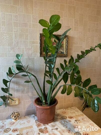 Замиокулькас