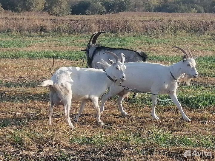 Козы (молочная порода)