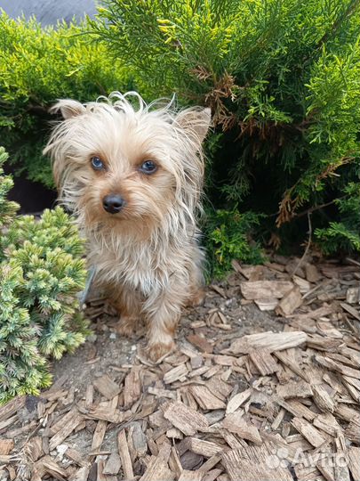 Йорк девочка