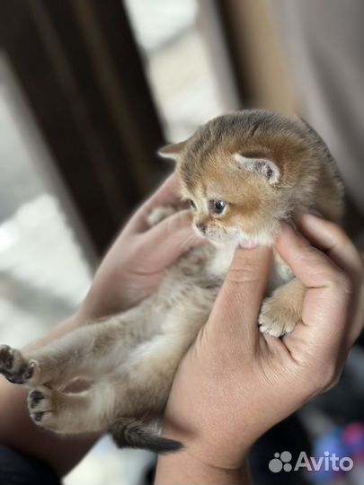 Шотландские котята с документами золотая шиншилла