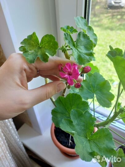 Герань фиолетовая