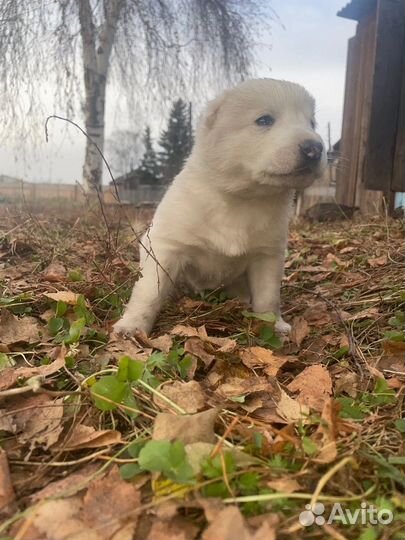 Чистокровные щенки алабая