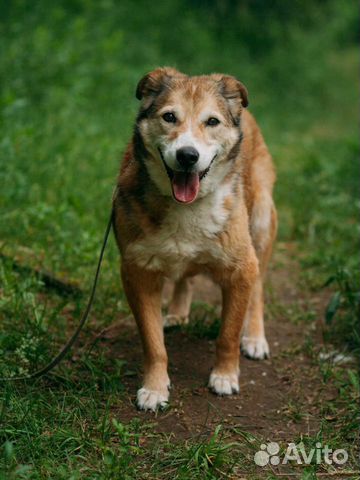 Золотой мальчик среднего роста в добрые руки