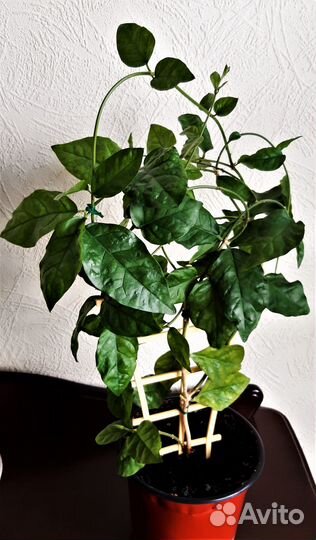 Продам жасмин комнатный