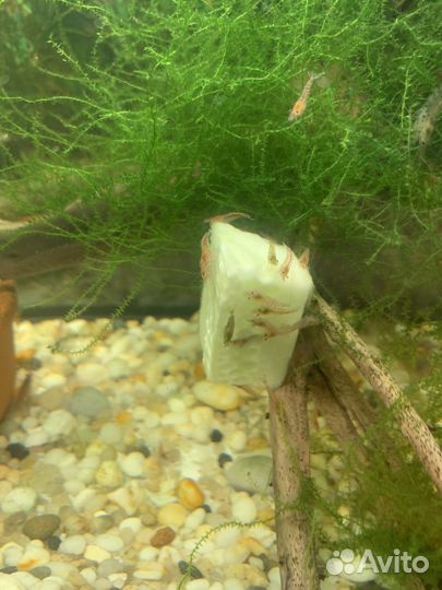 Креветки,сомы коридорос и анцитрусы,меченосцы