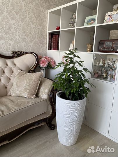 Фикус, 116 см