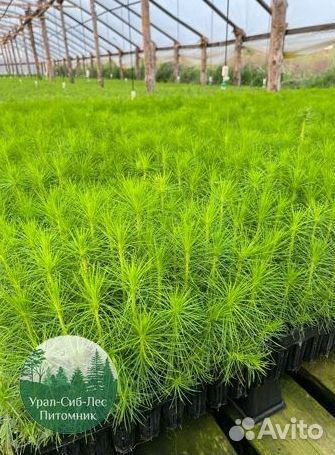 Сосна зкс окс сеянцы Ель Лиственница Голуб Горная