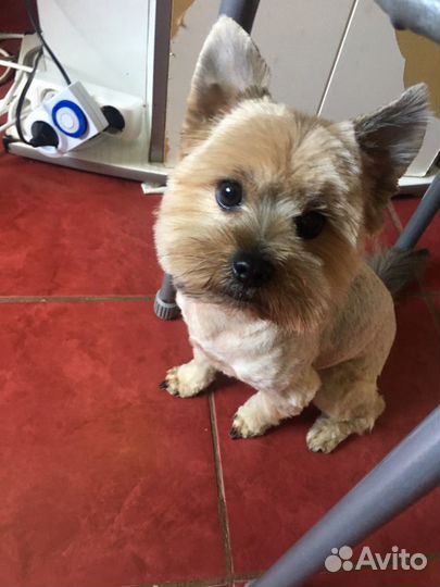 Стрижка йорков и других собак