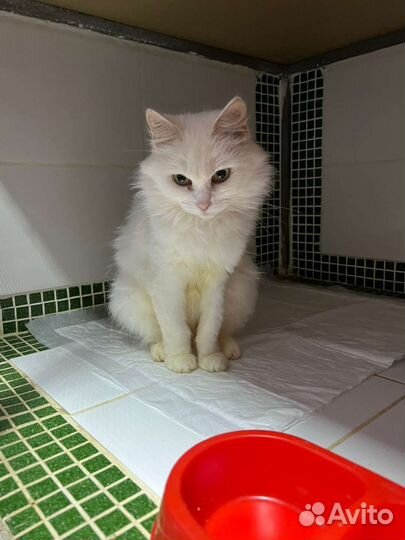 Василиса кошечка с тяжёлой судьбой