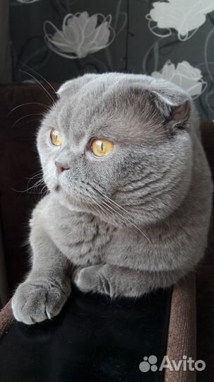 Scottish fold