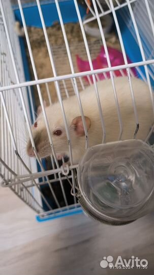 Крысы бесплатно