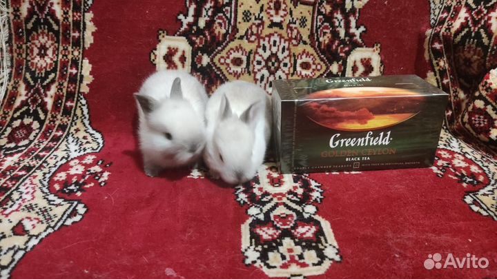 Карликовый кролик