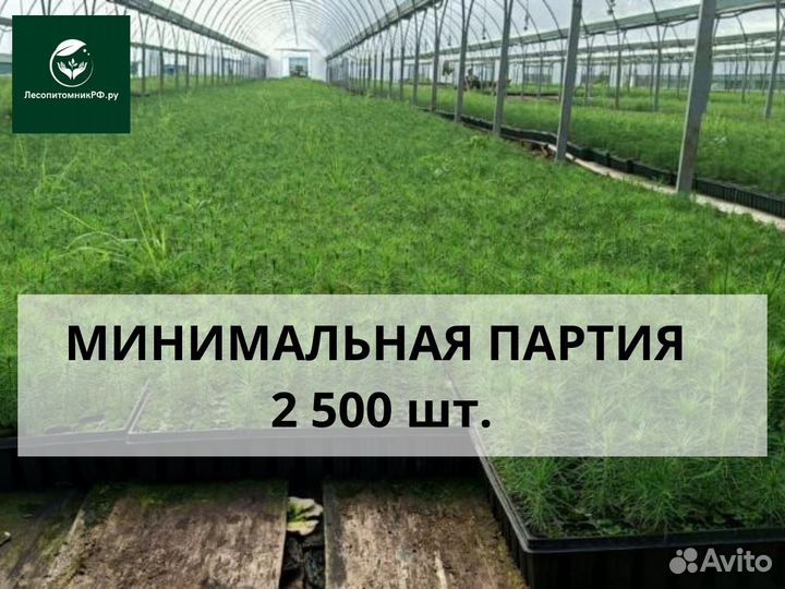 Сеянцы сосны зкс оптом